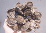 oysters