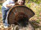 Gobbler and Chelley Scala