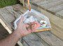 Grass shrimp