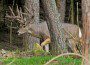 deer droppings photo