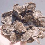oysters