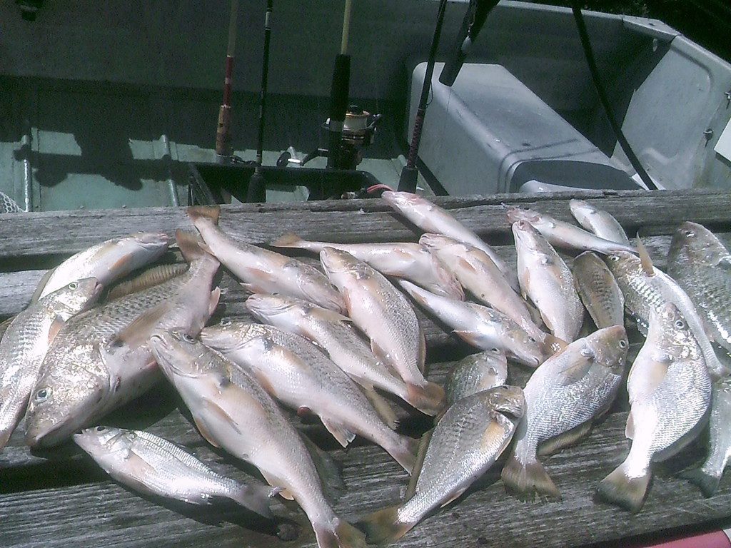 Caught with cocktail shrimp, these croakers filled Cap'n Larry Jarboe's cooler. THE CHESAPEAKE TODAY photo