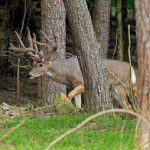 deer droppings photo