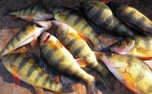 Yellow Perch Photo by Cap'n Larry Jarboe The Chesapeake
