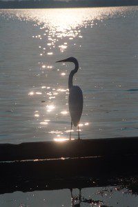 Heron stands alert. THE CHESAPEAKE TODAY photo