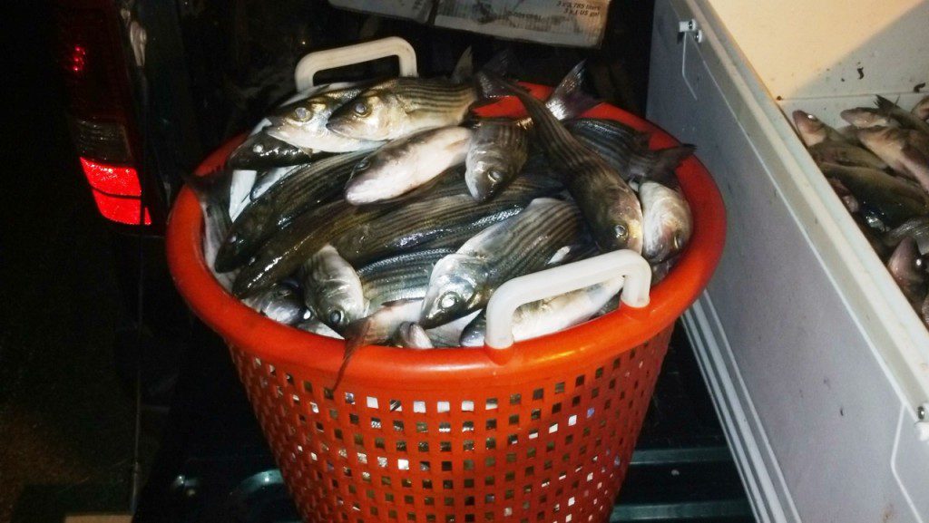 Undersized rockfish seized by NRP officers.