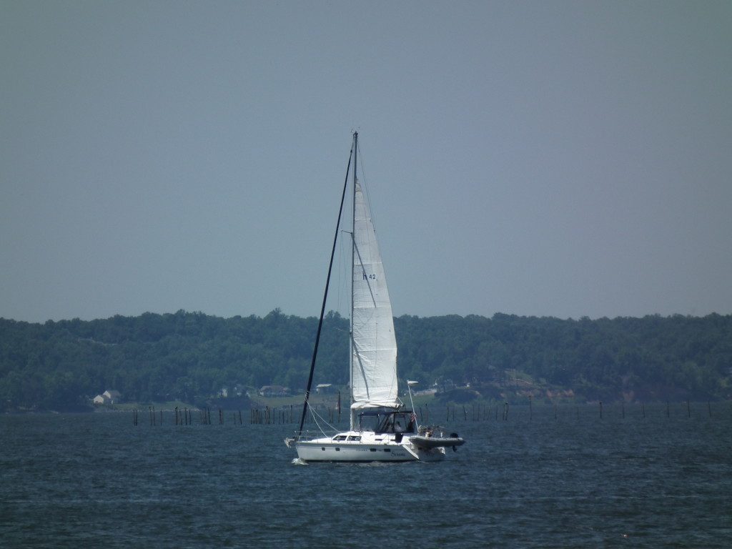 Big cat prowls the Potomac