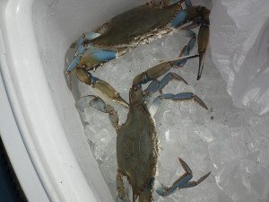These legal size Blue crabs caught off the Bill Burton State Fishing Pier at Cambridge, Md., are looking for a pot to steam in.  THE CHESAPEAKE TODAY photo