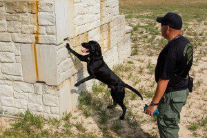Charles K9 explosive training