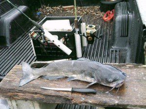 Catfish cleaning platform. THE CHESAPEAKE TODAY photo by Cap'n Larry Jarboe