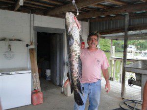 A big Snakehead at Buzz's Marina. 