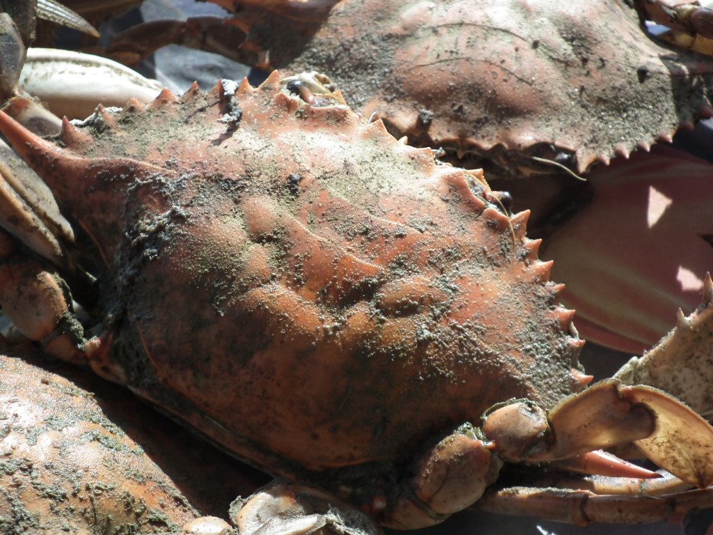 One store across from the Wawa on Rt. 5 near the bridge was advertising steamed crabs at $70 for three dozen. THE CHESAPEAKE TODAY photo