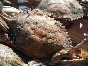 One store across from the Wawa on Rt. 5 near the bridge was advertising steamed crabs at $70 for three dozen. THE CHESAPEAKE TODAY photo
