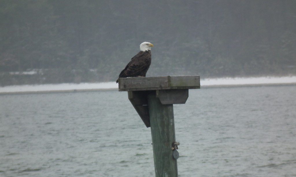 Eagle on Osprey Nest