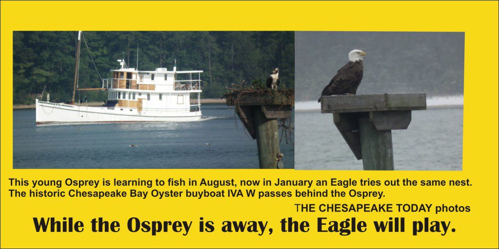 While the osprey is away the eagle will play