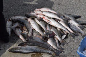 Red Drum and Speckled Trout seized from Chinese poachers by VMRC