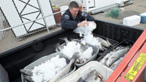 dp-pictures-3000-pounds-of-fish-seized-2015021-006