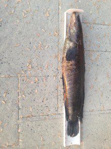 Snakehead full length caught by Taylor Mooney