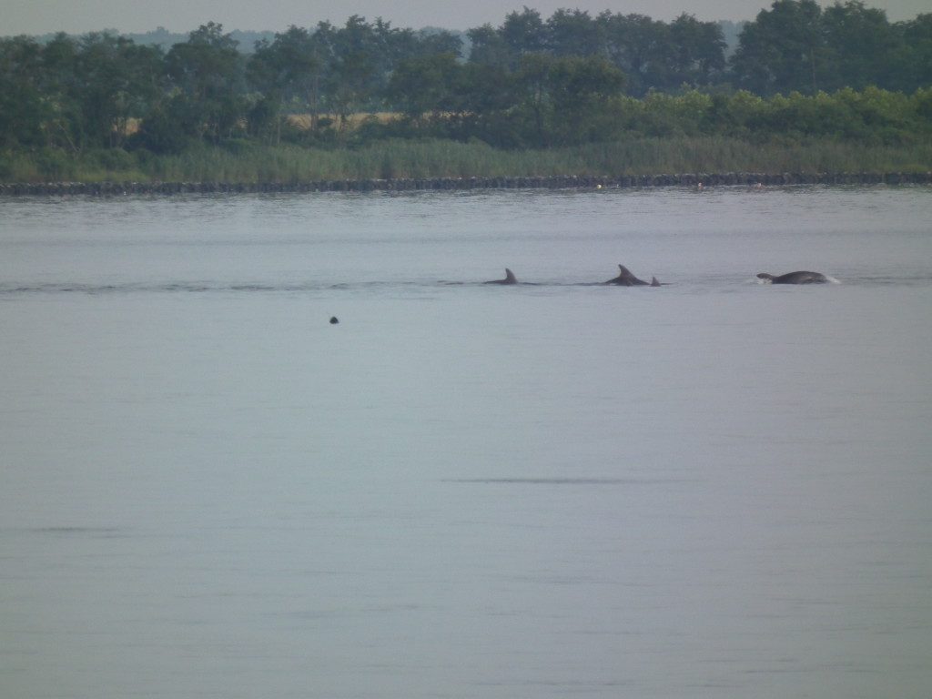 School of Dolphins heading into Breton Bay from Potomac