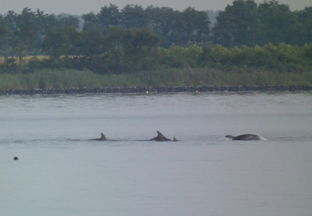 School of Dolphins heading into Breton Bay from Potomac  close up.  THE CHESAPEAKE TODAY photo