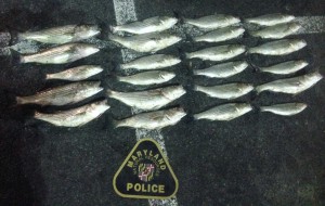 Illegally caught rockfish