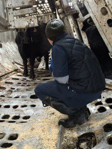 A veterinarian provides care to cattle which survived crash of truck transporting them to a slaughterhouse where they would be transformed to Big Macs.