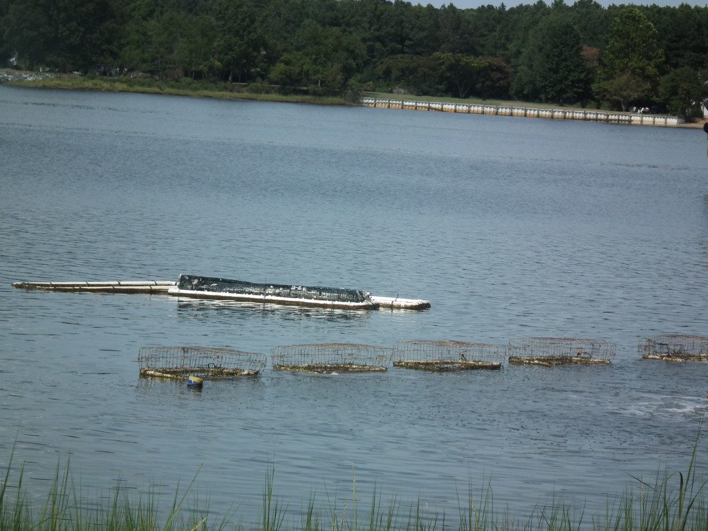 This oyster float operation is located on the Virginia Eastern Shore. THE CHESAPEAKE TODAY photo